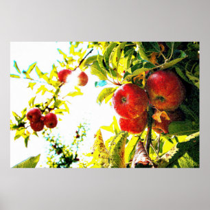 "Red Apples Tree on Sunny Day" Kute Photo. Bestel  Poster