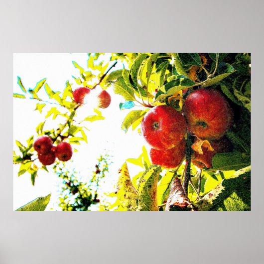 "Red Apples Tree on Sunny Day" Kute Photo. Bestel Poster (Voorkant)