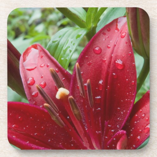 Red Asiatic Lily met knoppen Drankjes Onderzetter (Voorkant)