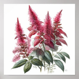 Red Astilbe Flower Art Print Poster