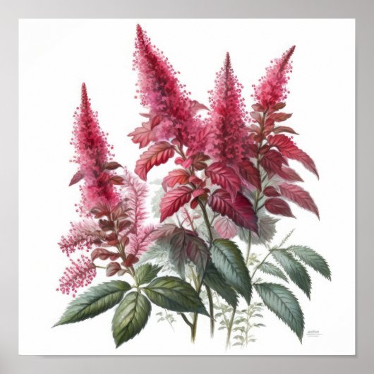 Red Astilbe Flower Art Print Poster (Voorkant)