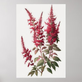 Red Astilbe Flower Art Print Poster