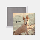 Red Australian Cattle Dog - Heeler - in de sneeuw Magneet (Voorkant / Achterkant)