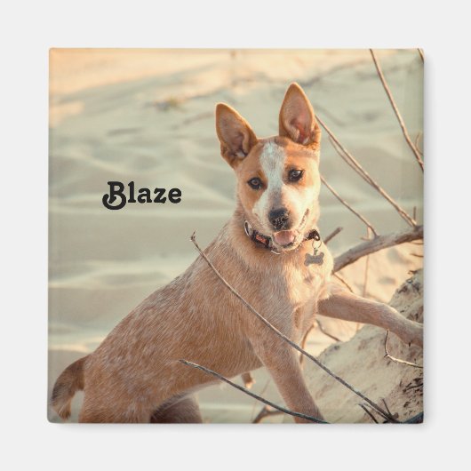 Red Australian Cattle Dog - Heeler - in de sneeuw Magneet (Voorkant)
