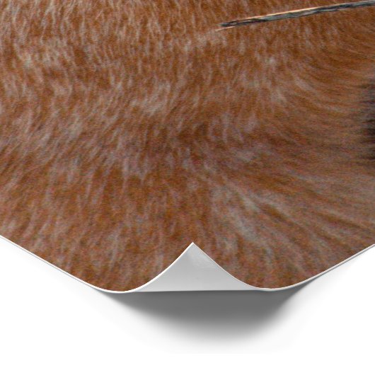 Red Australian Cattle Dog - Heeler - in de sneeuw Poster (Hoek)