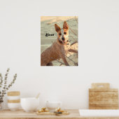 Red Australian Cattle Dog - Heeler - in de sneeuw Poster (Keuken)