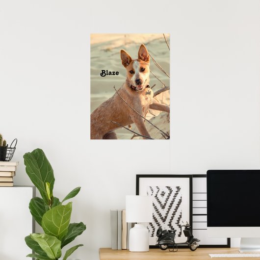 Red Australian Cattle Dog - Heeler - in de sneeuw Poster (Thuiskantoor)