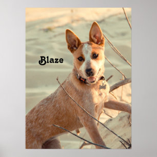 Red Australian Cattle Dog - Heeler - in de sneeuw Poster