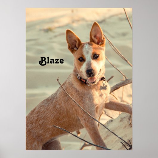Red Australian Cattle Dog - Heeler - in de sneeuw Poster (Voorkant)