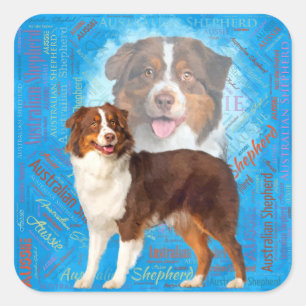 Red Australian Shepherd dogs - Aussie Vierkante Sticker