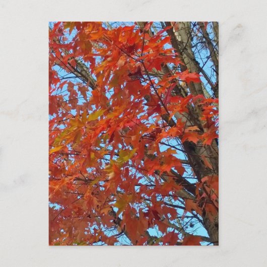 Red Autumn Leaves Briefkaart (Voorkant)
