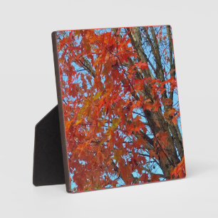 Red Autumn Leaves Fotoplaat