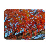 Red Autumn Leaves Magneet (Horizontaal)