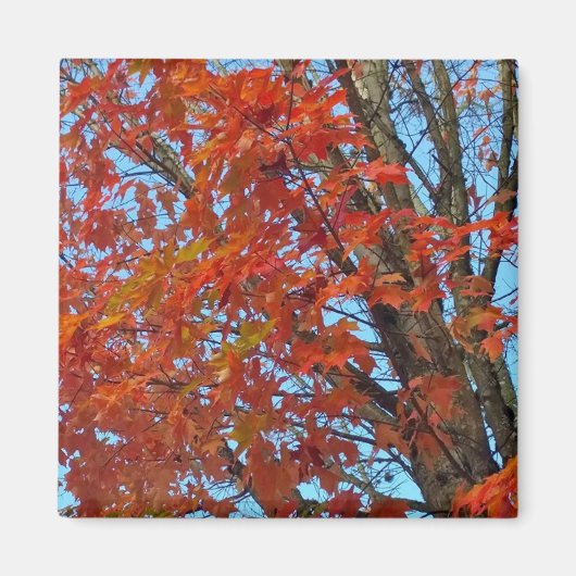 Red Autumn Leaves Magneet (Voorkant)