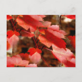 Red Autumn Leaves Natuur Fotografie Gepersonalisee Briefkaart (Voorkant)