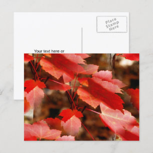 Red Autumn Leaves Natuur Fotografie Gepersonalisee Briefkaart