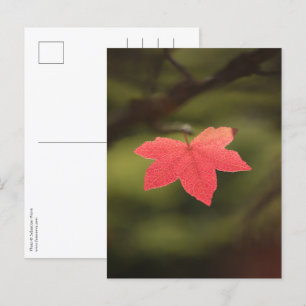 Red Autumn Maple Leaf Natuur Foto Briefkaart