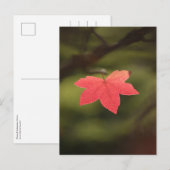 Red Autumn Maple Leaf Natuur Foto Briefkaart (Voorkant / Achterkant)