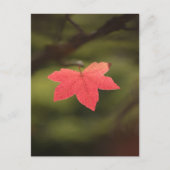 Red Autumn Maple Leaf Natuur Foto Briefkaart (Voorkant)