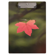 Red Autumn Maple Leaf Natuur Foto