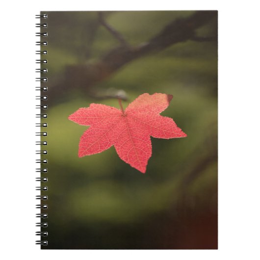 Red Autumn Maple Leaf Natuur Foto Notitieboek (Voorkant)