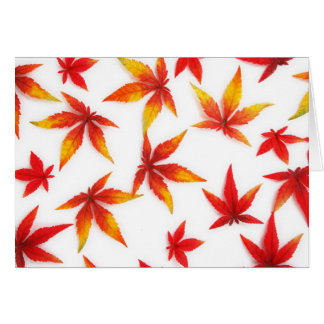 Red Autumn Maple Leaves