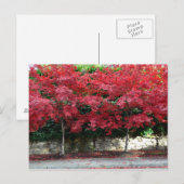 Red Autumn Trees Briefkaart (Voorkant / Achterkant)