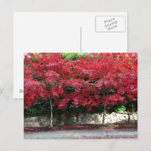 Red Autumn Trees Briefkaart (Voorkant / Achterkant)