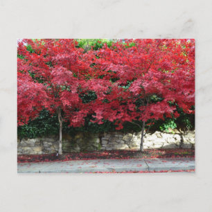 Red Autumn Trees Briefkaart