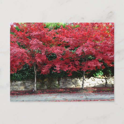 Red Autumn Trees Briefkaart (Voorkant)