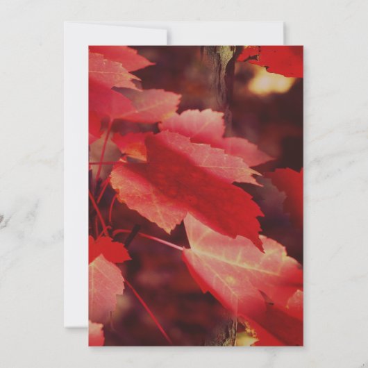 Red Autumn verliest Natuur Kaart (Achterkant)