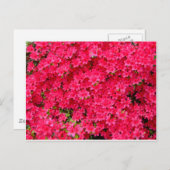 Red Azalea Flower Patch Briefkaart (Voorkant / Achterkant)