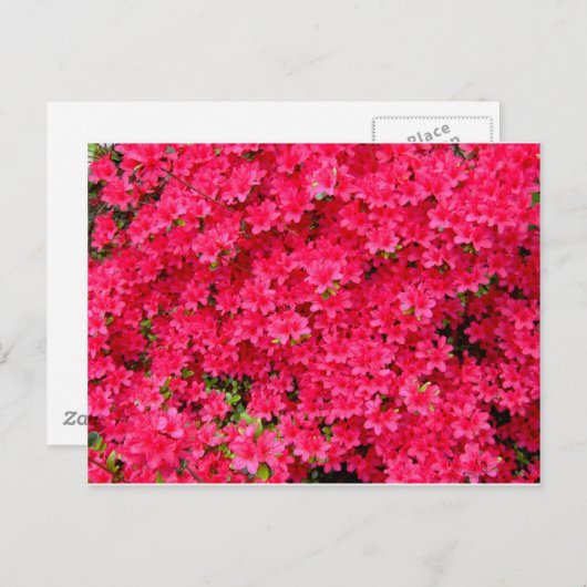 Red Azalea Flower Patch Briefkaart (Voorkant / Achterkant)