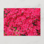 Red Azalea Flower Patch Briefkaart (Voorkant)