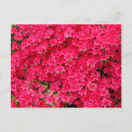 Red Azalea Flower Patch Briefkaart