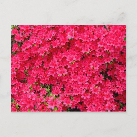 Red Azalea Flower Patch Briefkaart (Voorkant)
