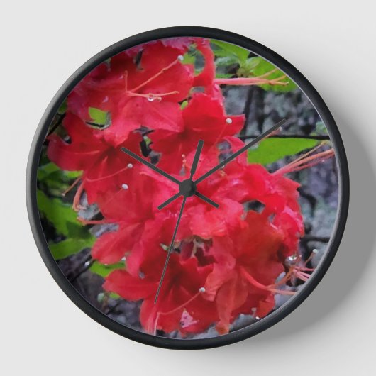 Red Azalea Flowers (Voorkant)