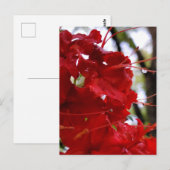 Red Azalea Flowers Briefkaart (Voorkant / Achterkant)