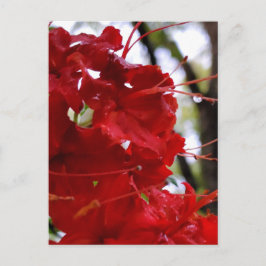 Red Azalea Flowers Briefkaart