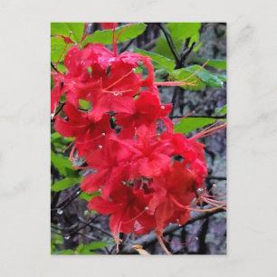 Red Azalea Flowers Briefkaart