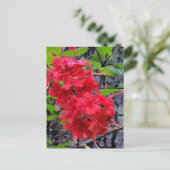 Red Azalea Flowers Briefkaart (Staand voorkant)