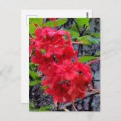 Red Azalea Flowers Briefkaart (Voorkant / Achterkant)