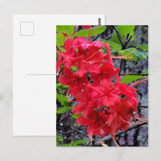 Red Azalea Flowers Briefkaart (Voorkant / Achterkant)
