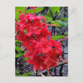 Red Azalea Flowers Briefkaart