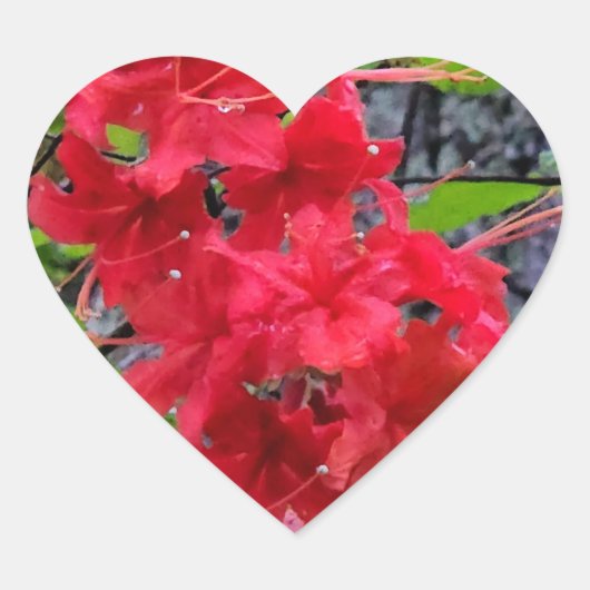 Red Azalea Flowers Hart Sticker (Voorkant)