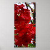 Red Azalea Flowers Poster (Voorkant)