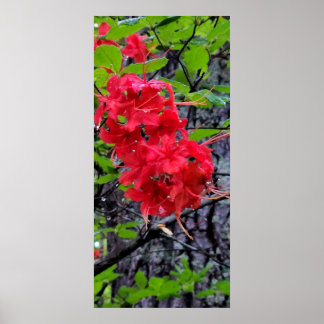 Red Azalea Flowers Poster