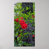 Red Azalea Flowers Poster (Voorkant)