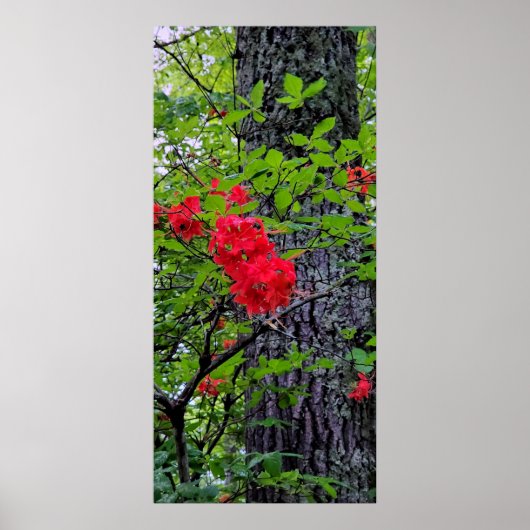 Red Azalea Flowers Poster (Voorkant)