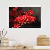 Red Azaleas en betekenis Poster (Keuken)